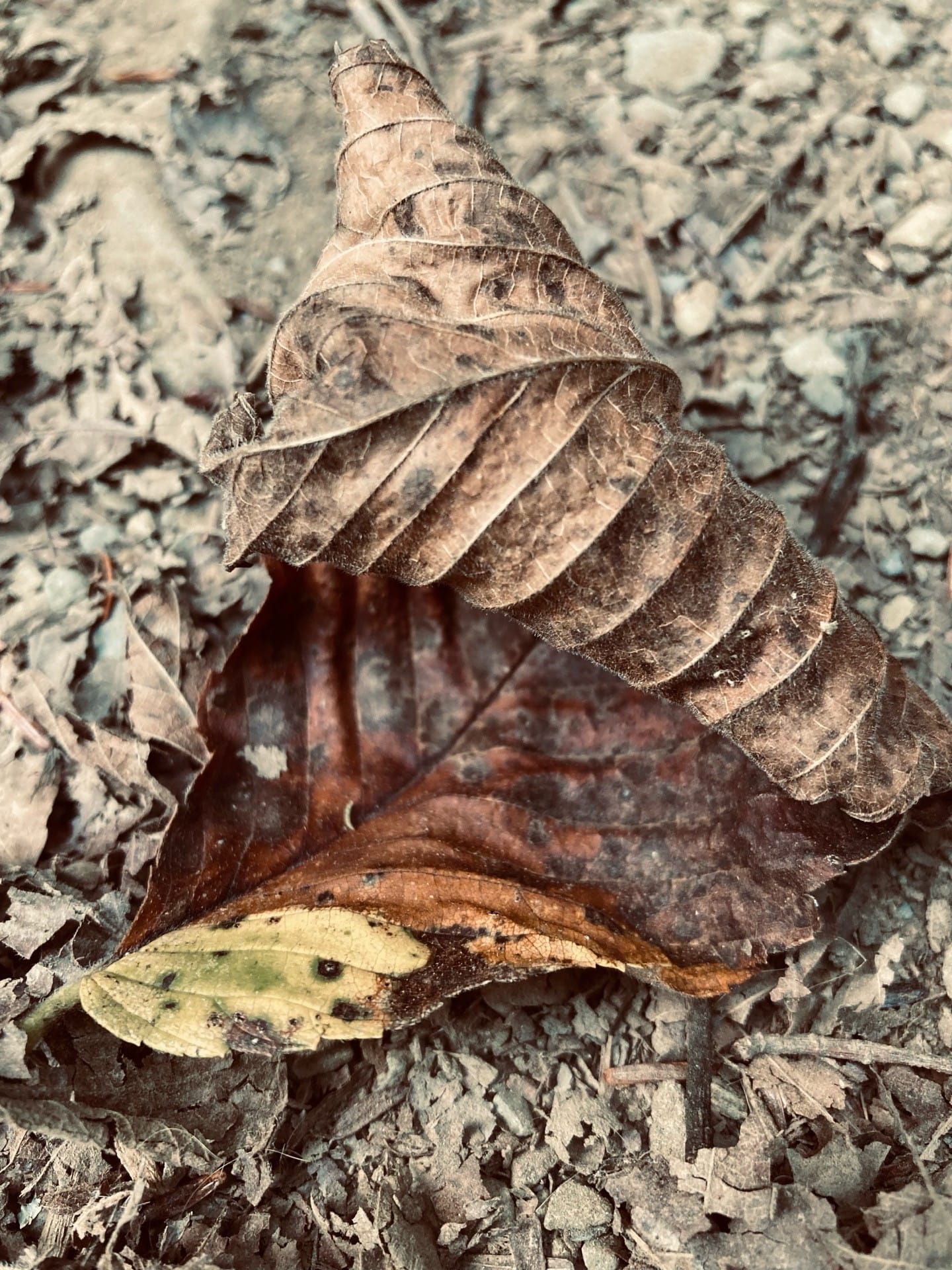 Featured Writer: Fragment One